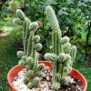 Echinopsis_chamacereus